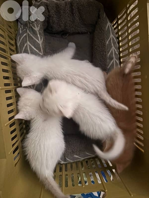 kittens 1
