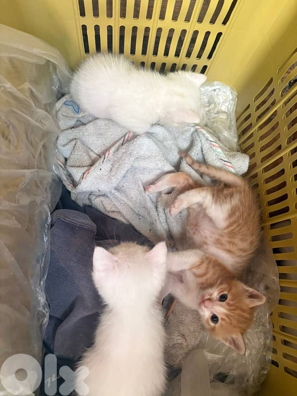 kittens 2