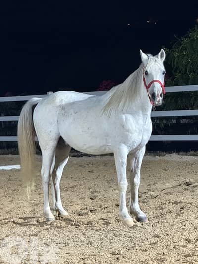 حصان واهو سوري مختوم