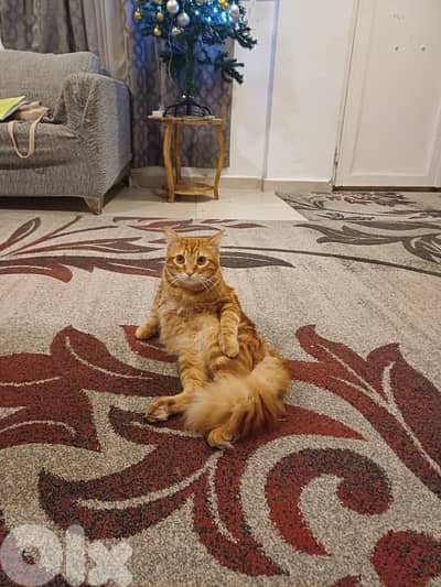 ذكر انغورا احمر للتبني عاقل كتير و اليف كتير