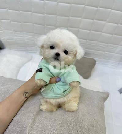 maltipoo for sale 2 and a half year old