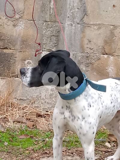 عانا البقاع الغربي