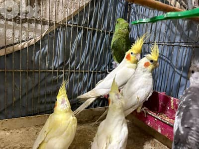 كروانات جملة ومفرق.