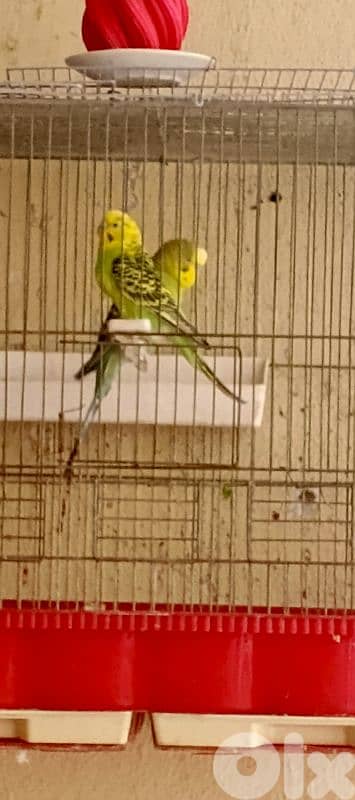 love birds for sale