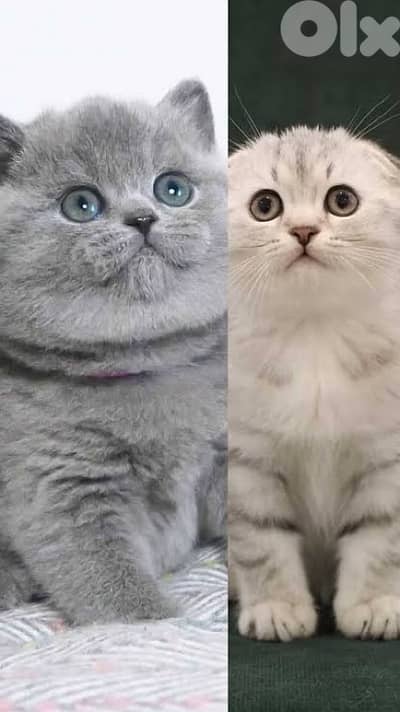 scottish fold