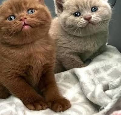 scottish fold