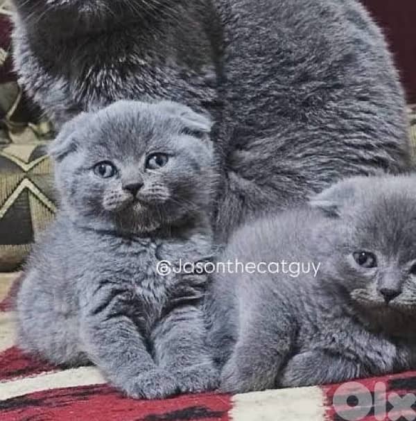 scottish fold 2