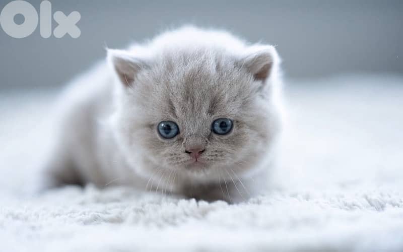 scottish fold 4
