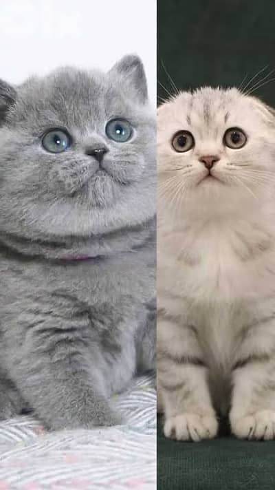 scottish fold