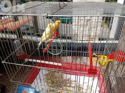 جوز كنارات  انتاي  ذكر