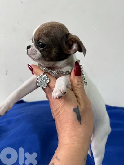 teacup chihuahua Merle color