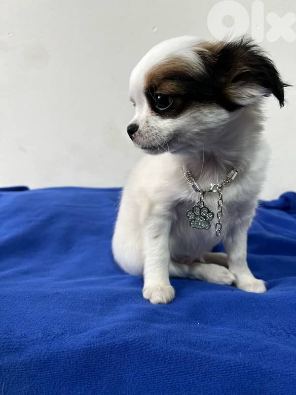 teacup chihuahua Merle color 1