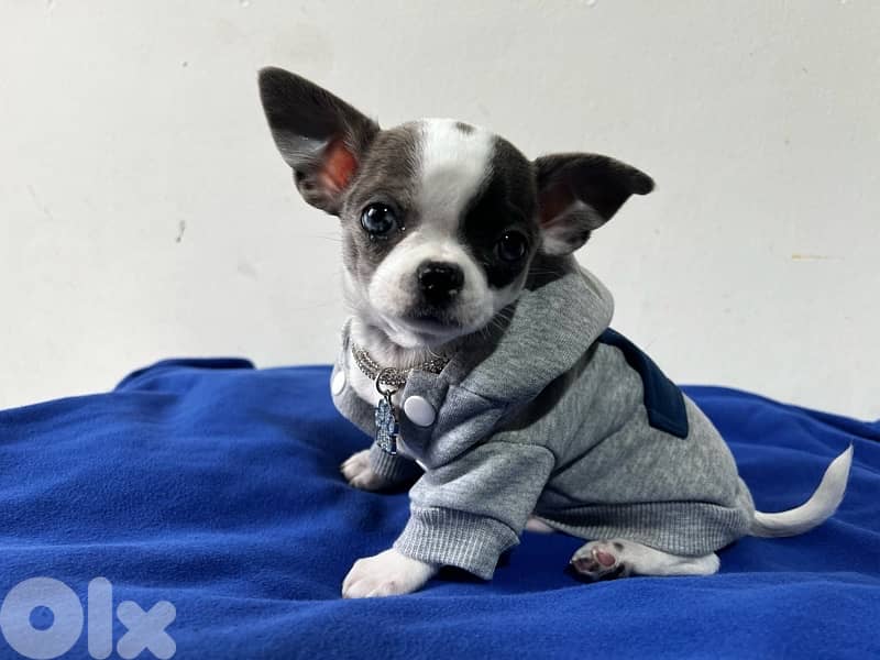 teacup chihuahua Merle color 2