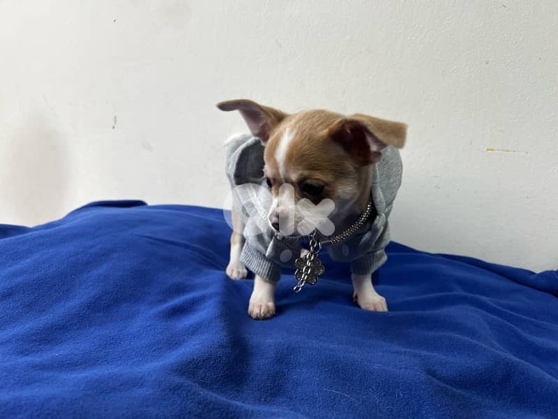 teacup chihuahua Merle color 3