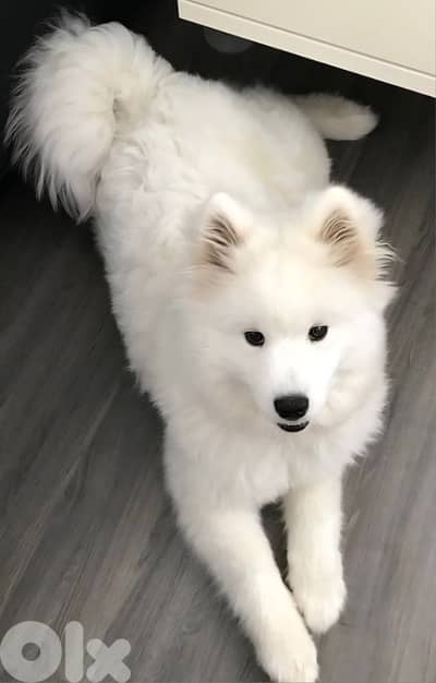samoyed