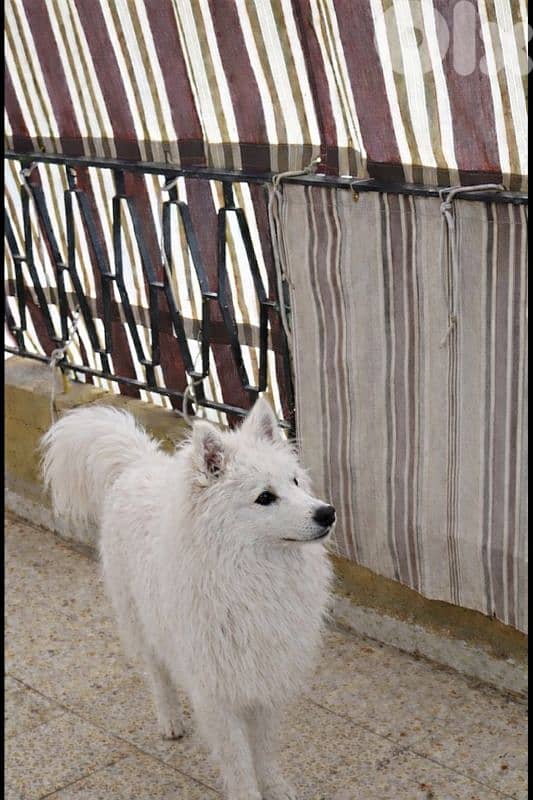 samoyed 1