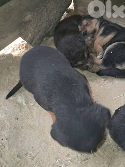 5 Rottweiler puppies