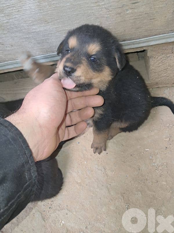 5 Rottweiler puppies 2