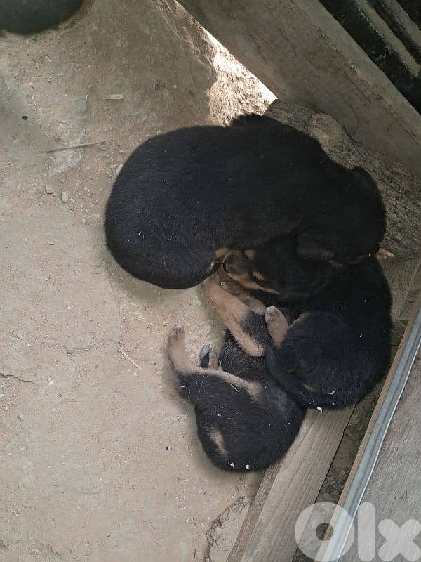 5 Rottweiler puppies 3