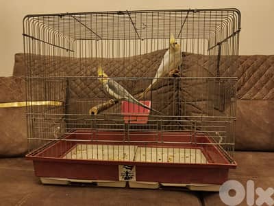 جوز كروان للبيع