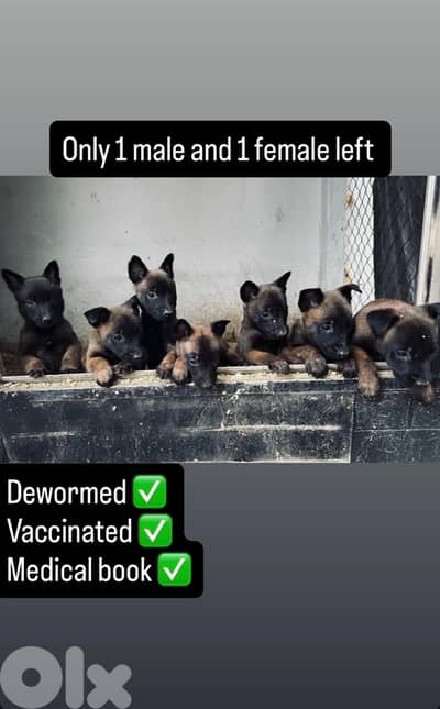 pure malinois puppies