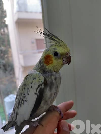 karawan isabelle friendly for sale