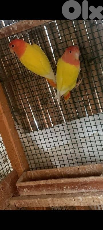 فراخ تزقيم اوبلاين احمر