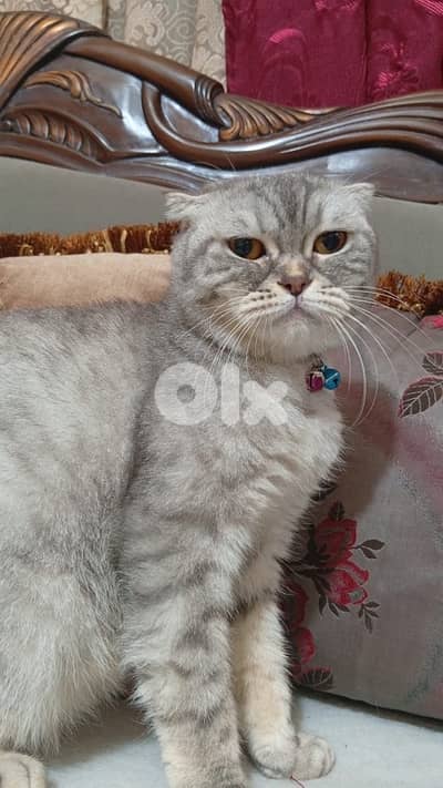 female Scotch fold for sale