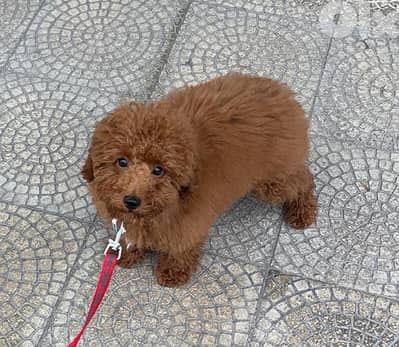 poodle red brown