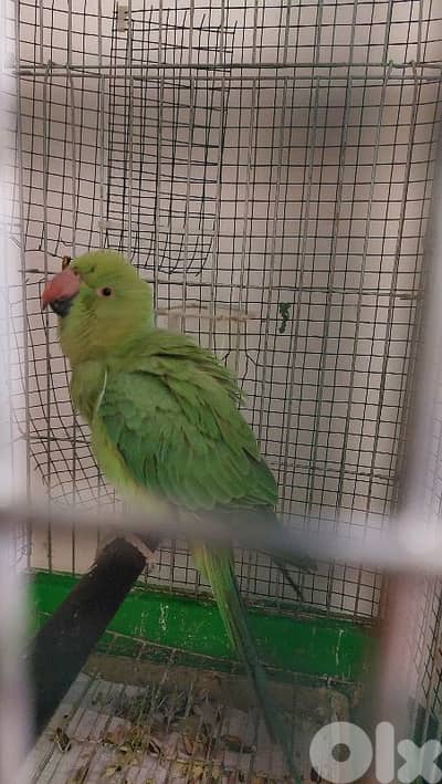 ring neck parot