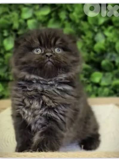 Long hair scotch fold kitten king black color