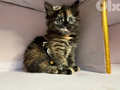 أحلى الأسعار