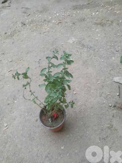 صيدا مخيم عين الحلوة