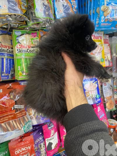 pomeranian vaccinated