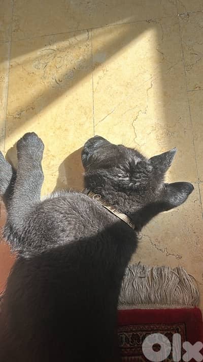 German shepherd black