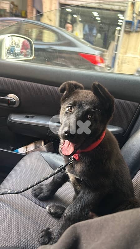 German shepherd black 1
