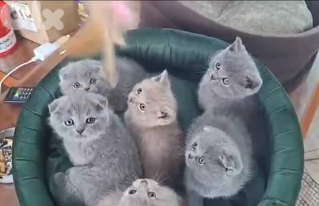 british and scottish