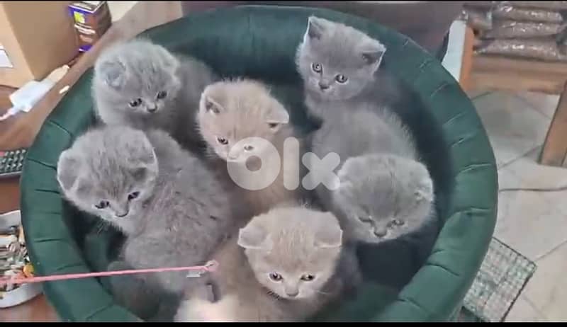 british and scottish 1