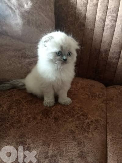 للبيع ٢ انثى بلو بيونت برتش وسكوتش واحد ذكر سكوتش فولد بلو بوينت