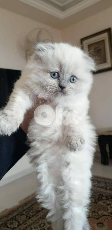 للبيع ذكر سكوتش فولد بلو بوينت عمر ٥٠ يوم