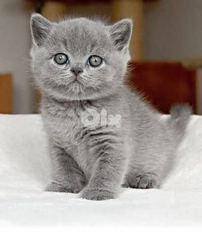 British for sell 100 %