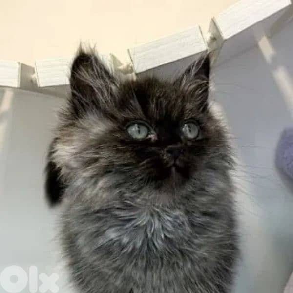 British for sell 100 % 1