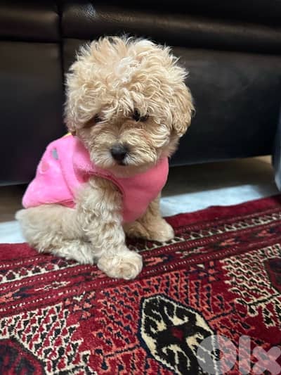 Toy poodle imported from ukraine with passport