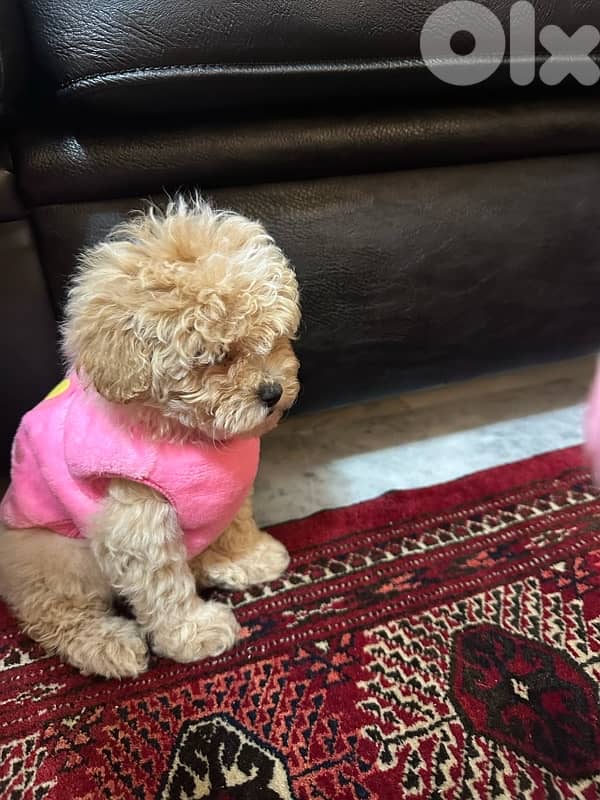 Toy poodle imported from ukraine with passport 1