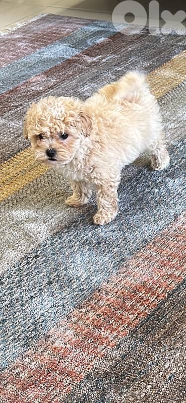 Toy poodle imported from ukraine with passport 3