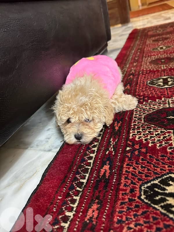 Toy poodle imported from ukraine with passport 4