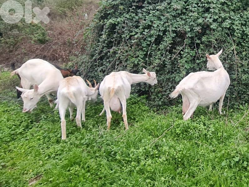 goats for sale 1