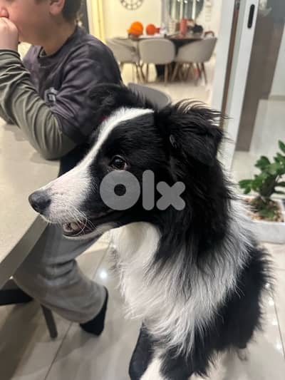 1 year old border collie