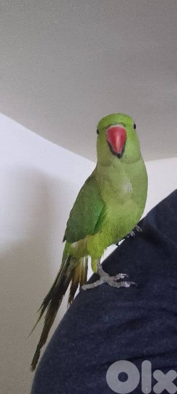 ببغاء الدرة الهندي مروض