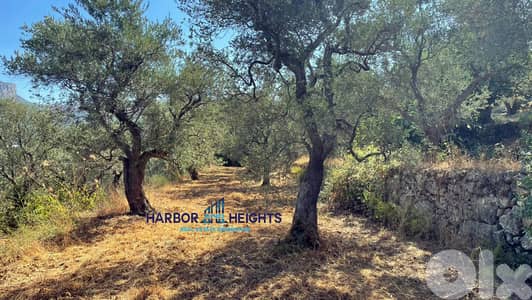 Olive Farm for Sale in Douma - مزرعة زيتون للبيع في دوما